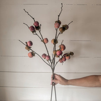 PERSIMMON BRANCH