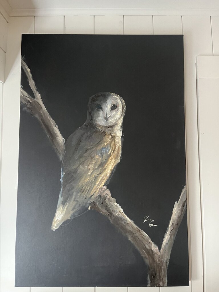 Barn Owl