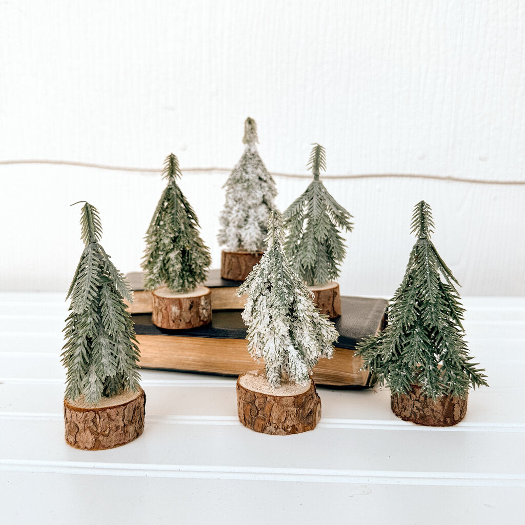 Evergreen Tree